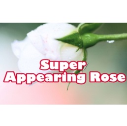 Super Appearing Rose (White)